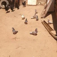 کبوتر|پرنده|پلدختر, |دیوار