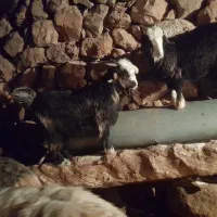 دوعددبیگ|حیوانات مزرعه|ایذه, |دیوار