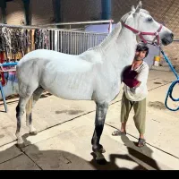 اسب|اسب و تجهیزات اسب‌سواری|کهریزک, |دیوار