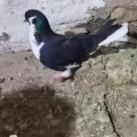 ۲کفتر پرشی