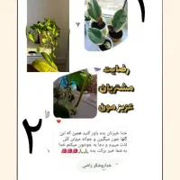 با قرص کود به گل هات زندگی بده|گل و گیاه طبیعی|پاکدشت, پاکدشت (مامازند)|دیوار