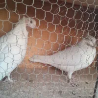 کبوتر|پرنده|تهران, تختی|دیوار