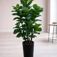 پخش عمده درختچه گل|گل مصنوعی|کرمان, |دیوار