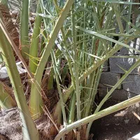 دیمیت خاسویی