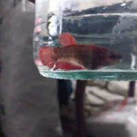 ماهی فایتر ماده شکم پر