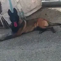 سگ مالینیوز|سگ|کرج, چمران|دیوار