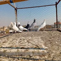 کبوتر|پرنده|محمدیه-قزوین, |دیوار