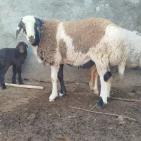 برع پلنگی|حیوانات مزرعه|مشهد, رده|دیوار