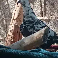 کبوتر