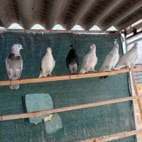 کبوتر پرشی|پرنده|ماهدشت, |دیوار