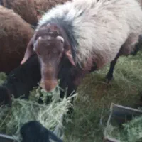 ۶راس شکم دوم آبستن۲راس بره داریکیش دوقلووباقوچ همو|حیوانات مزرعه|بناب, |دیوار