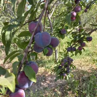 زردآلو، آلو، آلوچه ارگانیک|خوردنی و آشامیدنی|تبریز, |دیوار