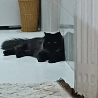 گربه ی پرشین