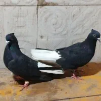 کبوتر دم سفید بازی دار