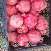 انار درجه یک|خوردنی و آشامیدنی|کوهنانی, |دیوار