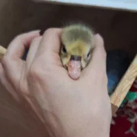 جوجه قوغاز