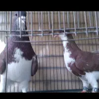 کبوتر نروماده خوشرنگ