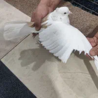 کبوتر ماده یک کت زرد،کاکلی،چشم تاب تا