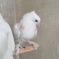 جوجه کفتر سرور کاکلی پاپر|پرنده|کرج, شهرک فهمیده|دیوار