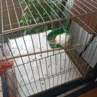 ۳تا نر سفید قرص خون۲۰۰۰۰۰۰تومان