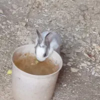 بچه خر گوش زرنگ سالم. م قشلاق چرخلو|موش و خرگوش|رامند, |دیوار