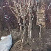 نهال اصلاح شده|گل و گیاه طبیعی|رشت, پل تالشان|دیوار