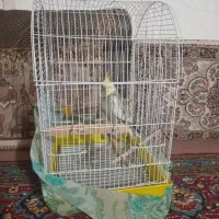 عروس هلندی ماده گول باقالی