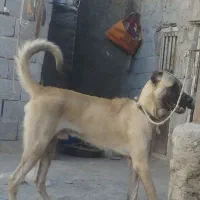 سگ سرابی افغان پژدر