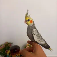 عروس هلندی ۳ماهه