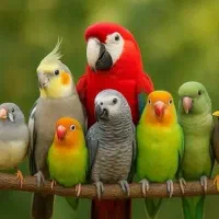 عروس هلندی دستی و سخنگو میخوام