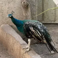 طاووس|پرنده|رودهن, |دیوار