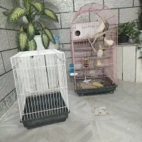 4تا عروس هلندی با 2تا قفس