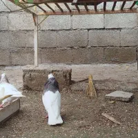 سرکه ای خفت|حیوانات|دزفول, |دیوار