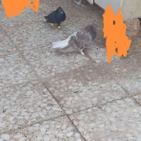 قهوه