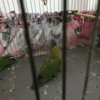 کوتوله برزیلی خوشگل و باهوش