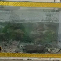 اکواریوم