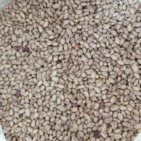 لوبیا چیتی تازه برداشت  امسال