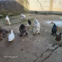 مرغ وخروس برهما|حیوانات مزرعه|احمدسرگوراب, |دیوار