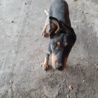 وگذاری توله سگ دوبرمن