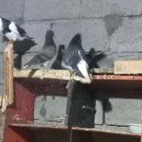 کبوتر کفتر پرشی و زینتی|پرنده|رویان, |دیوار