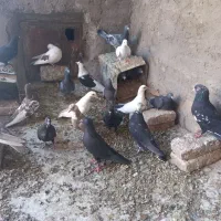 کبوتر برای پروندن