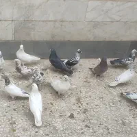تعداد سی تا کبوتر تهرانی|پرنده|اسلامشهر, شهرک مفیدی|دیوار