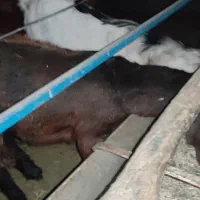 گوسفند .کهره . کره . بره