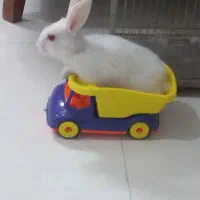 خرگوش بانمک و بازیگوش