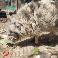 بره نر معاوضه باموتور|حیوانات مزرعه|زرند, |دیوار