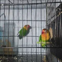 کوتوله مولد