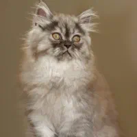 بچه گربه پرشین نر دو ماهه