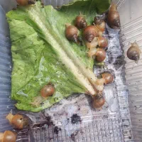 حلزون|خزنده|کرمانشاه, |دیوار