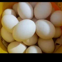 تخم مرغ محلی اصل