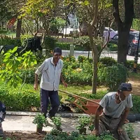 خدمات فضای سبز از صفر تا صد|خدمات باغبانی و درختکاری|بندر انزلی, گلسرخ|دیوار